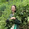 Quỳnh Hương Thảo Dược