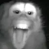 hohanhuttien