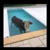 blub_blub_moo
