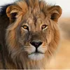 yahuah504