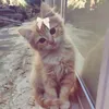 nela_113_