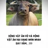 lanhdaohavas