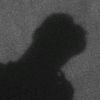 rmd4nz_