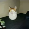 hamzasalah234