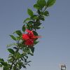 shroog394