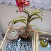 sofiaahmad09