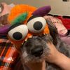 lemonsqueeze99