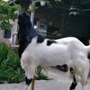 berkahqurbanaqiqahfarm