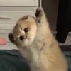 mindluvcatteesud