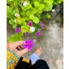 __jannat__909