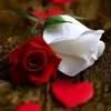 jamshan71