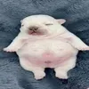 giggleshart.dbd