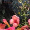 salvatorenieddu2