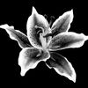._flowers13