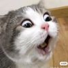 meowmeo304
