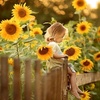 sunflower.bh