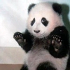 panda.history