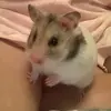 pebbles..syrian_hamster