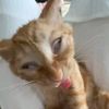 alfan.fr