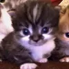 kittyririee