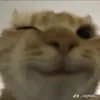 tsinkka