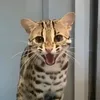 salem____70