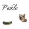 picklecattt