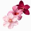 lily1357904