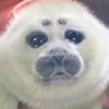 sealggggg