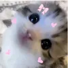 cutiezyi
