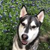 bradleythehusky