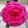 mubashernazeer743