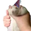rainenything