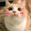 bunnykoo__