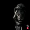 tahir02_857_