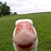 love_animals154