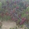 enolamce0