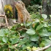 aldiant_8388