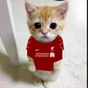just_a_normal_cat_27