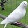 saqib_khan.official