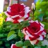 lara.ali721