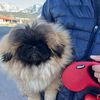 lokithepekingese