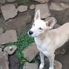 di_0000a