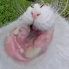 justwois