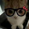 cupp..nesys