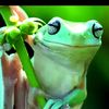 nish_775