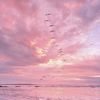 pink_pink566