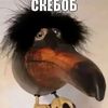 amirvoin