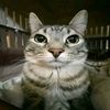 cheburash_01