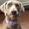 caileetheweimaraner